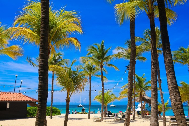Tropical beach with palm trees, blue sky, and ocean in the background.